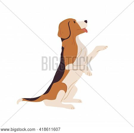 Dog Of Beagle Breed Standing On Hind Legs And Asking For Smth. Doggy On Back Paws With Tongue Hangin