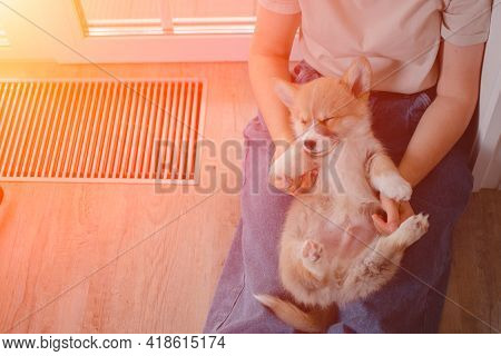 Young Female Holding Cute Little Pembroke Welsh Corgi Puppy. Taking Care And Adopting Pets Concept.