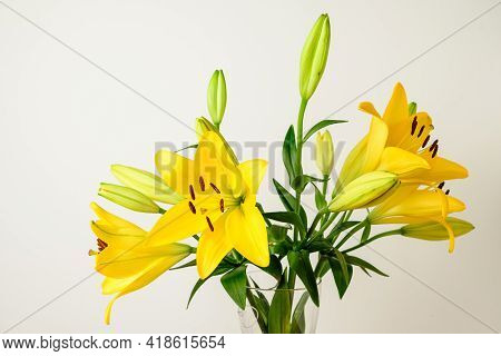 Delicate Vivid Yellow Day Lily Or Lilium Flowers In Full Bloom In A Summer Garden