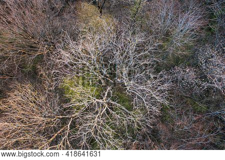Top view of deciduous tree forest in the beginning of spring