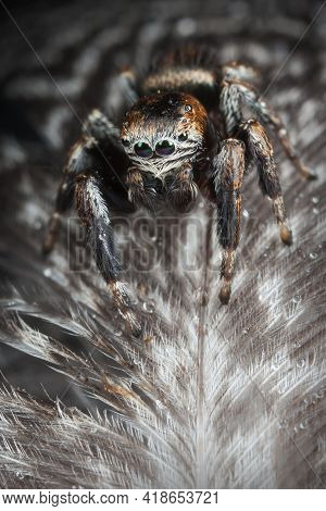 Jumping Spider On The Grey  Feathers With Water Drops
