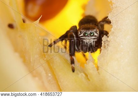 Jumping Spider Inside Yellow Chopped Apple Looking At The Camera