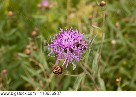 Meadow Cornflower (centaurea Jacea). Lilac Pink Flower On Green Grass Background