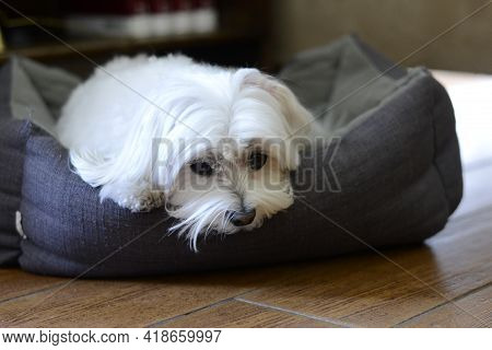 Portrait Of A Dog Of The Breed 