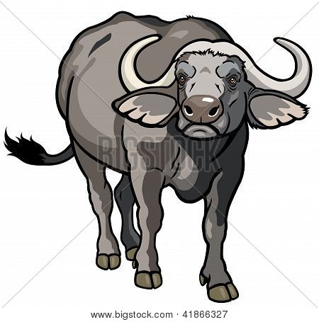 Bufali africani