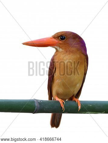 Front View Of Ruddy Kingfisher (halcyon Coromanda) Fascinated Vivid Brown Bird With Large Red Bills 