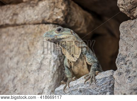 A Large Wild Iguana Rests On Stones In The Shade On A Sunny Day In The Ruins Of The Ancient Mayan Ci