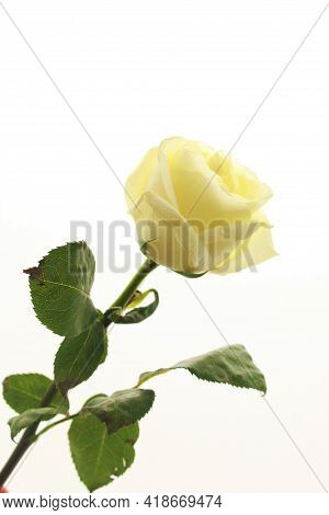 Una Bella Rosa Blanca En Fondo Blanco