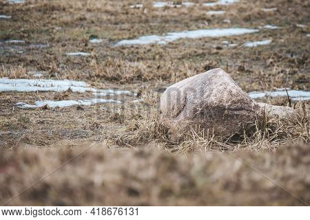 A Large Stone Lies On Muddy Ground Between Patches Of Snow