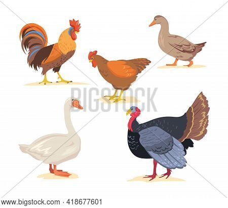 Set Of Cartoon Farm, Poultry Birds Flat Vector Illustration. Goose, Chicken, Rooster, Duck, Turkey I