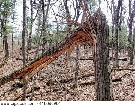 Splintered Tree From A Wind Storm Shows Natures Damage
