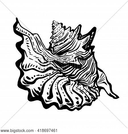 Sea Fauna Doodle Marine Seashell In Live Line Hand Drawn Style Of Black Ink. Realistic Sketch Design