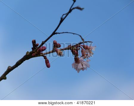 Tidig Cherry Blossom mot himlen