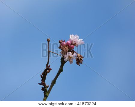 Tidig Cherry Blossom mot himlen