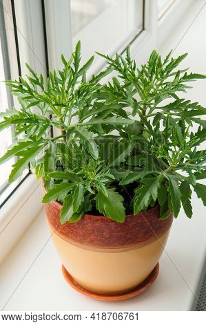 Kalanchoe Laciniata Flower In Clay Brown Pot On White Windowsill, Houseplant By Window. Selective Fo