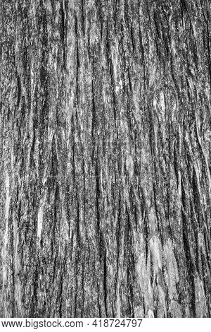 Texture Of The Old Bald Cypress Tree Bark. Natural Textured Background.