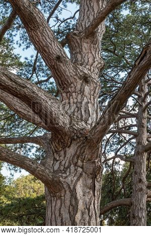 Intricately Curved, Tangled Pine Trunks And Branches Illuminated By The Sun. Pinus Pinea, Also Known
