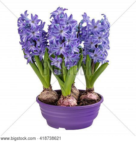 Hyacinth Full Of Blue Flowers Hyacintus Orientalis Isolated On White Background