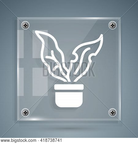 White Plant In Pot Icon Isolated On Grey Background. Plant Growing In A Pot. Potted Plant Sign. Squa