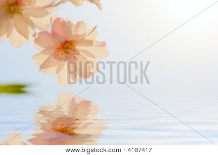 Flor de cerezo
