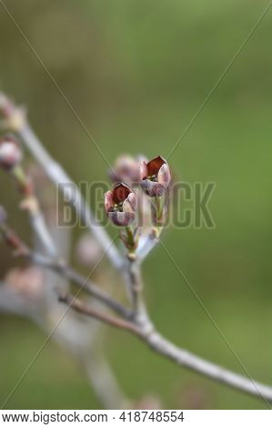 Flowering Dogwood Cherokee Chief Flower Buds - Latin Name - Cornus Florida Cherokee Chief