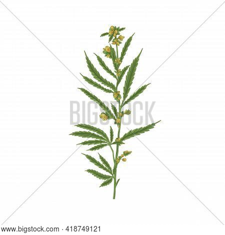Blooming Cannabis Plant With Leaf. Hemp Or Marijuana Stem With Leaves And Blossomed Flower Buds. Han