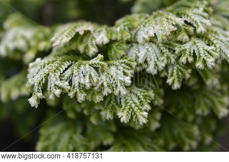 Martenss Spike Moss - Latin Name - Selaginella Martensii