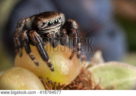 Jumping Spider On The Big Yellow Blackberry