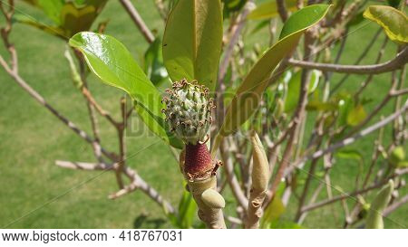 Immature Fruit Of Southern Magnolia (magnolia Grandiflora Var.), Egypt, Sharm El Sheikh, Nabq Bay