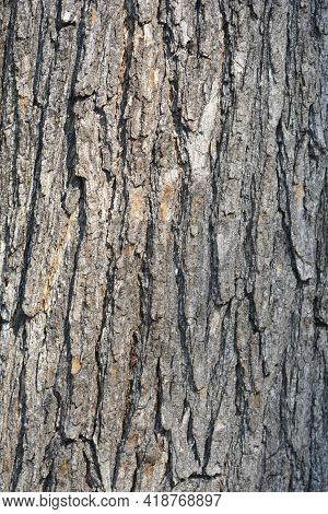Common Catalpa Bark Detail - Latin Name - Catalpa Bignonioides