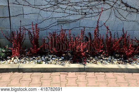Red Deciduous Prickly Bushes In A Concrete Curb Flowerbed Rectangular On The Street Near The Concret