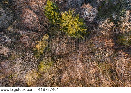 Top view of deciduous tree forest in the beginning of spring