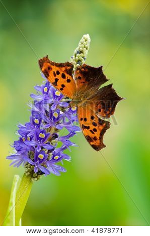 Znak zapytania motyl