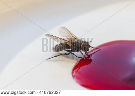 Macrophotograph Of A Fly Eating Spilled Sweet Jam