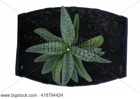 Top View Of Giant Squill Or Leopard Lily (drimiopsis Botryoides Baker) With Flower Bloom In Pot Isol