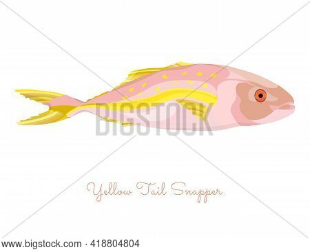 Yellow Tail Snapper Fish Made In Flat Style. Colored Yellow Tail Snapper Without Outlines, With Ligh
