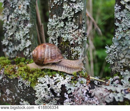 A Large Grape Snail Crawls Along An Old Wooden Fence Overgrown With Moss And Lichen. It Looks From B