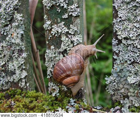 A Large Grape Snail Crawls Along An Old Wooden Fence Overgrown With Moss And Lichen. It Looks From B