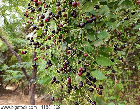 In Gujarat, The Branch Of This Tree Is Brushed By Making A Toothbrush And It Has Very Abstract Benef