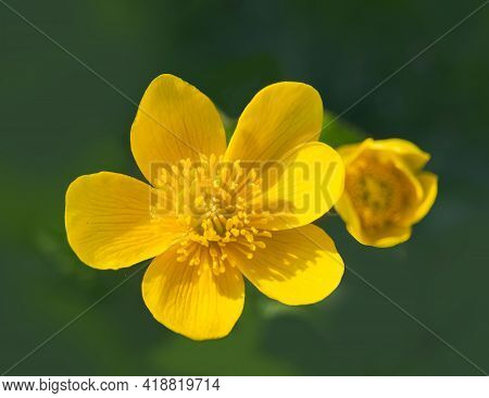 Top View To Blossom Of Marsh Marigold, Kingcup, Caltha Palustris Flower