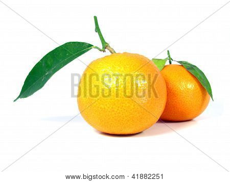 Twee Tangerine