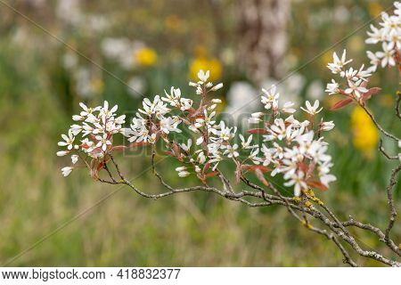 Smooth Serviceberry (amelanchier Laevis) Flowers