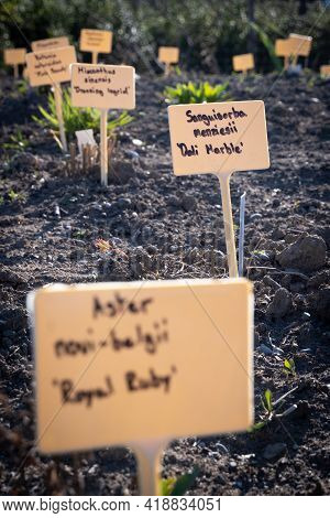Garden With Various Plant Sorts. Handwritten Latin And English Names On Many Small Signs. Sanguisorb