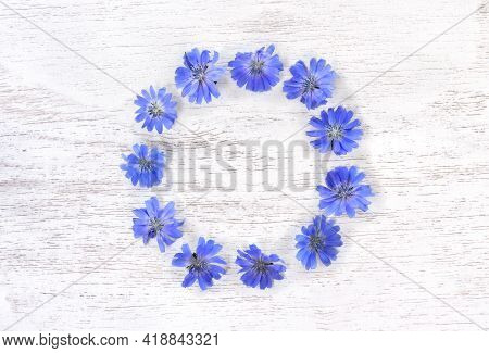 Blue Flowers Chicory ( Cichorium Intybus ) On Wooden Painted White Texture Background With Space For