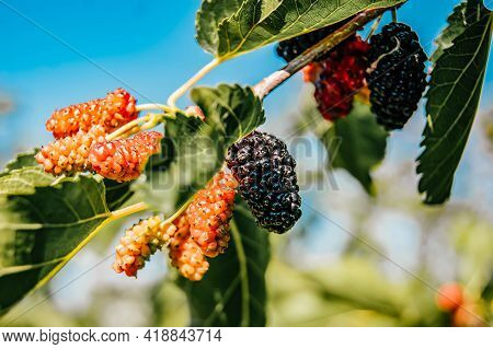 Mulberry Berries On The Branches. The Berries Of The Mulberry Tree. The Berries Look Like Scary Cate