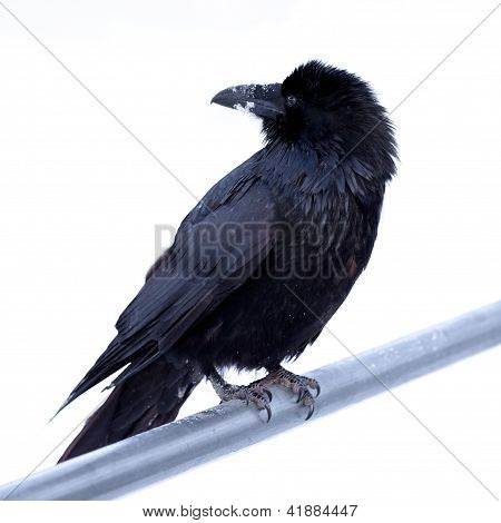 共通の鴉カラス corax 金属バーの腰掛け
