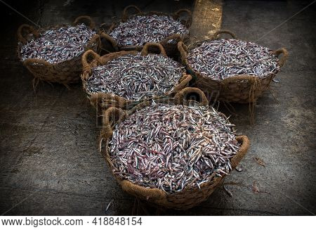 Collection Of Anchoviella Lepidentostole Fish In The Basket For Sale.
