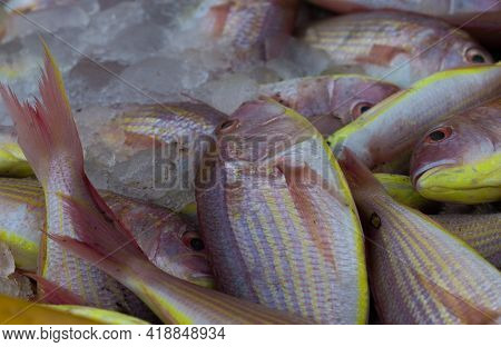 Northern Red Snapper Fish Close Up Shot,kept In Ice To Maintain Freshness.