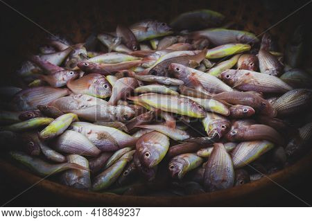 Collection Of Northern Red Snapper Fish Kept On A Fish Container For Auction.