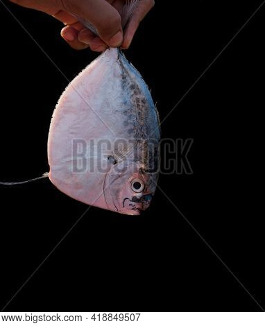 Human Hand Holding Beautiful Mene Fish Also Known As The Moon Fish Isolated On Black.